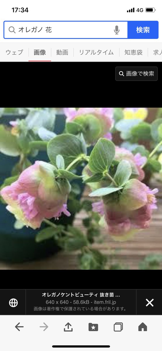 𝒜𝓈𝒶𝓂𝒾 はなかっぱ と はなはっか 花薄荷 オレガノ 響きが似ているな と思ってオレガノの花 の画像を調べてみたら はなかっぱの頭の花とほぼ一致した すっきり