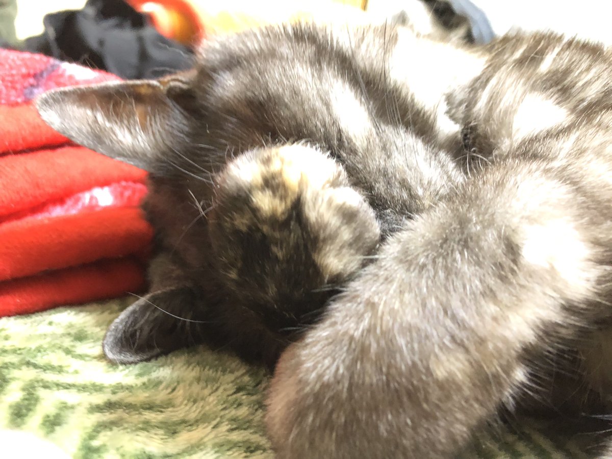 Konbu3316's tweet photo. めっちゃいかつい顔でふみふみしてんなーと思ってたらめっちゃ可愛い寝方してた🐈 https://t.co/6FpDHhXhLj