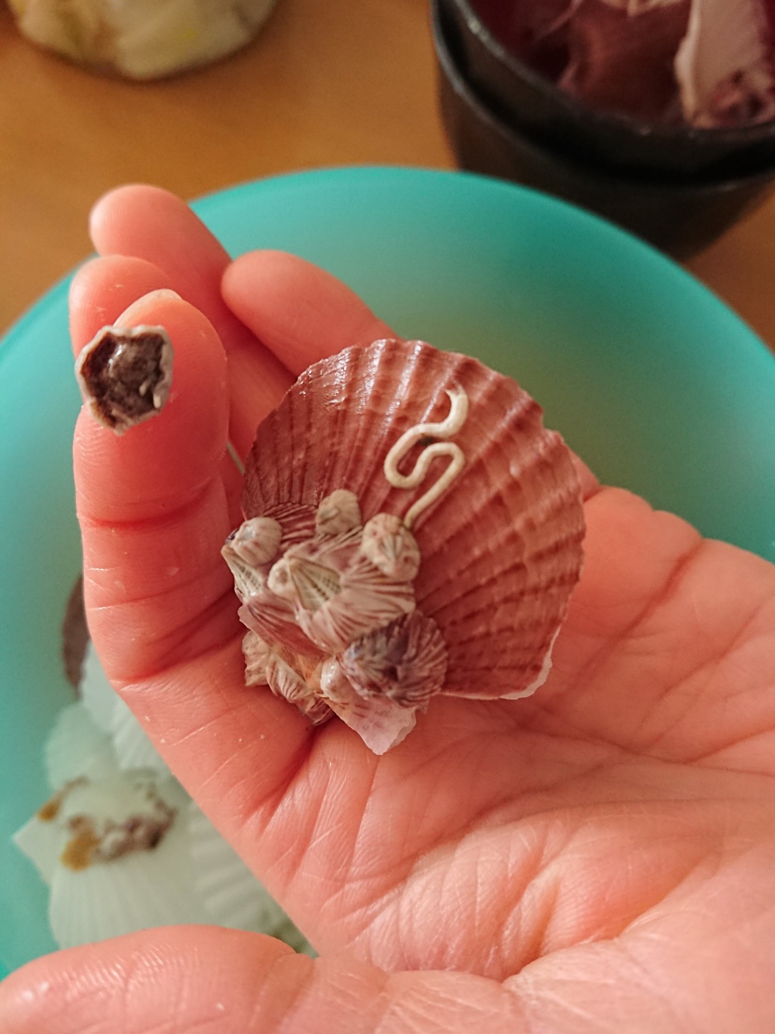 のりまき ホタテ貝についているフジツボ お吸い物のあとの貝殻を分解してみたよ ホタテの稚貝のお吸い物は美味しい 白だしで仕上げます フジツボも大きくなったら美味しいらしいけど コレちっちゃい ホタテ ホタテの稚貝 お吸い物 フジツボ