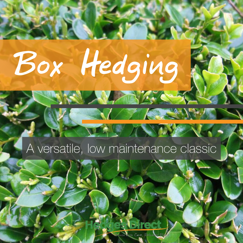 hedgesdirect's tweet image. Read all about this versatile, low maintenance classic here --&amp;gt; bit.ly/37dl5hM #boxhedging 🌿