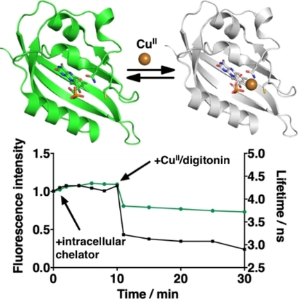 ChemBioChem's tweet photo. #Flavin-binding #fluorescentproteins as a promising foundation for new metal-sensing fluorescent reporters &amp; #biosensors that can address limitations of well-established #GreenFluorescentProteins (@ZastrowLab @UHouston) https://t.co/qSoYhsBdNu https://t.co/6nC5aIVjoU