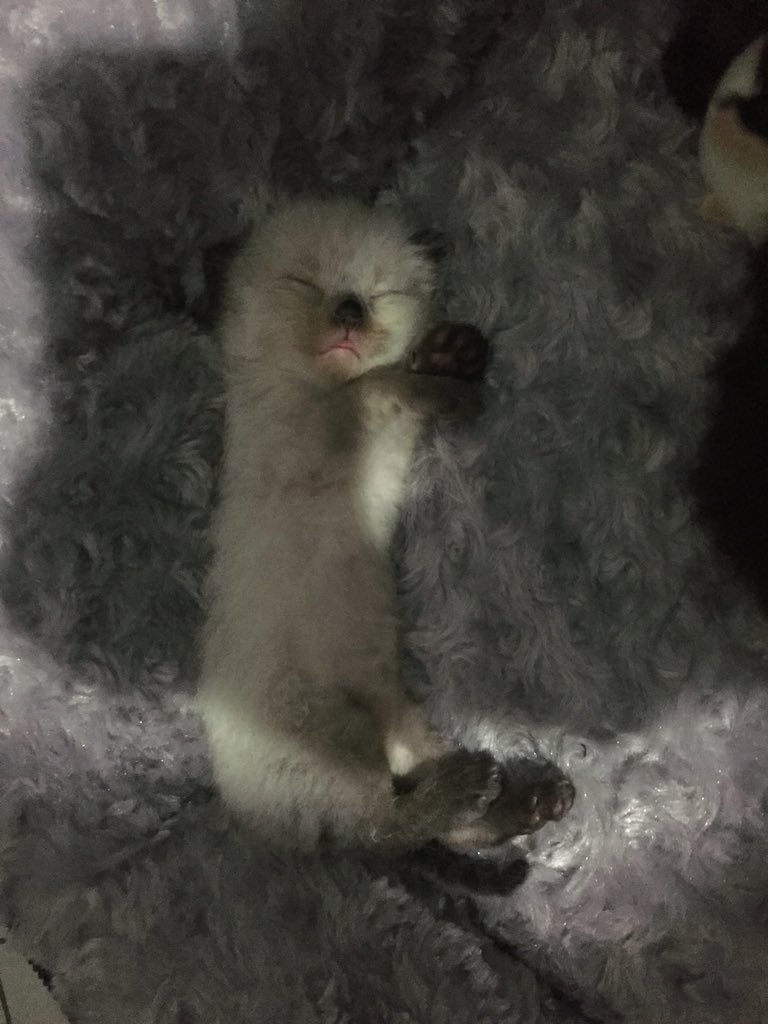 piulpiul13's tweet photo. @animalfess2 Puciitt 🧡 https://t.co/st1uUB84Rr