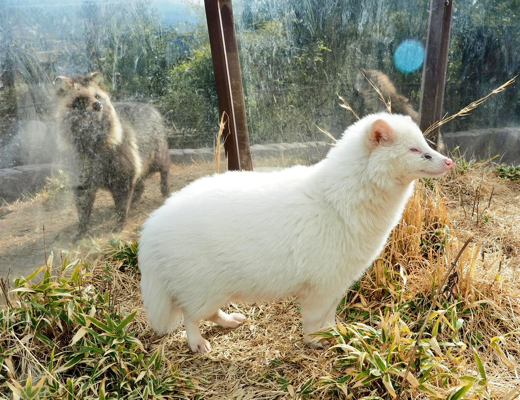 たぬきねこ 白タヌキの リュウ くんばかり見ていると お隣の ポコ と マルポコチャン がこっちにも構えとアピールしてきます 飯田市動物園 ホンドタヌキ タヌキ