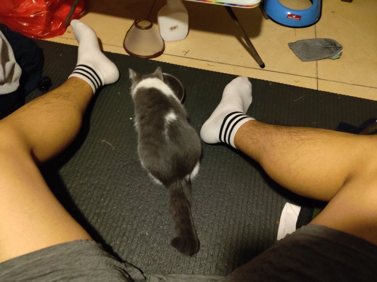 给你们看看我家的猫