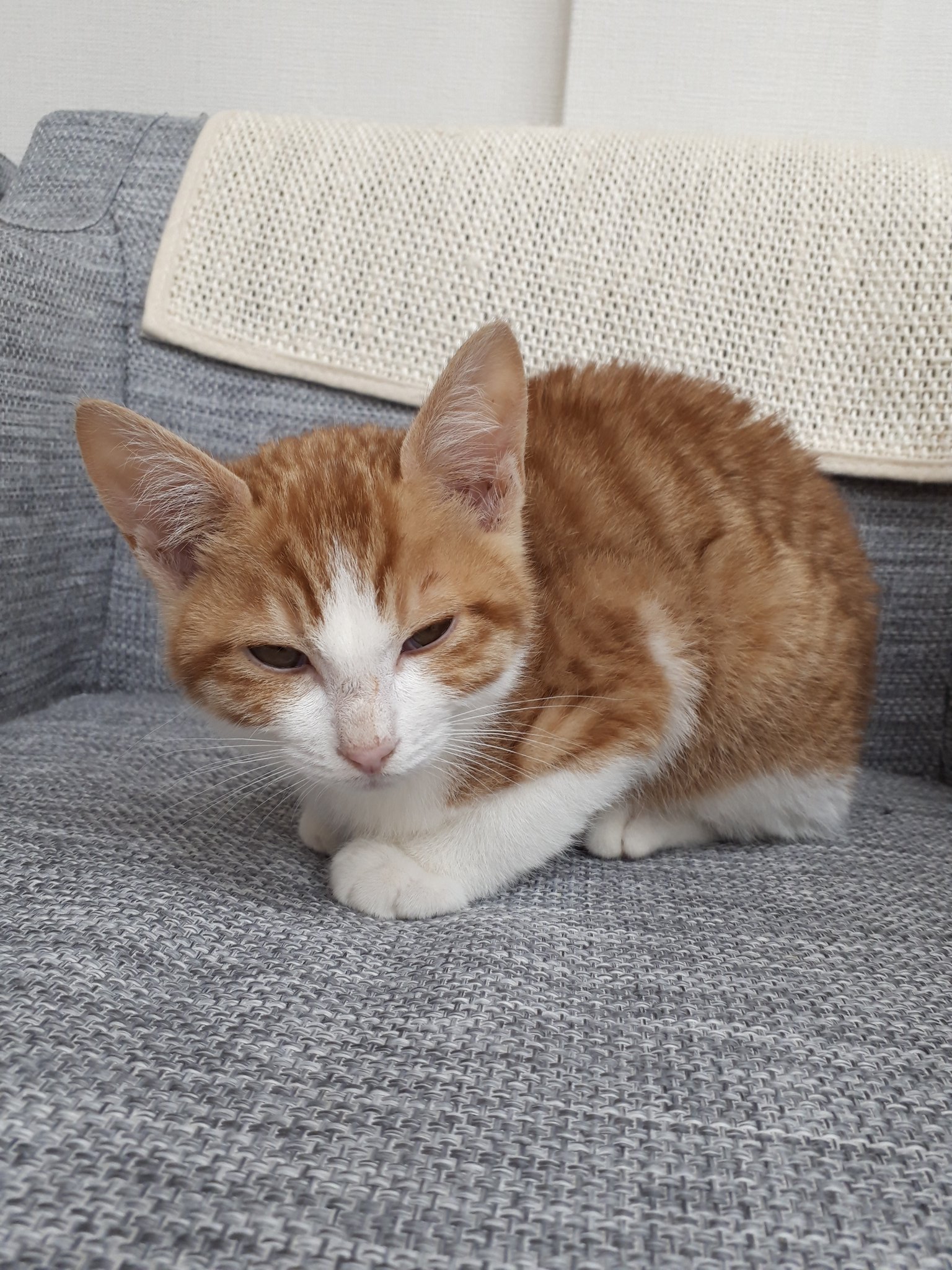 なえぴょん 今日の一句 真菌か イソジン塗って 消毒だ ショコラ 作 保護猫俳句 ショコラ Catswelcare T Co Ocmp2kqtdc なえぴょん 今日の一句 真菌か イソジン塗って 消毒だ ショコラ 作 保護猫俳句 ショコラ Catswelcare T Co Ocmp2kqtdc