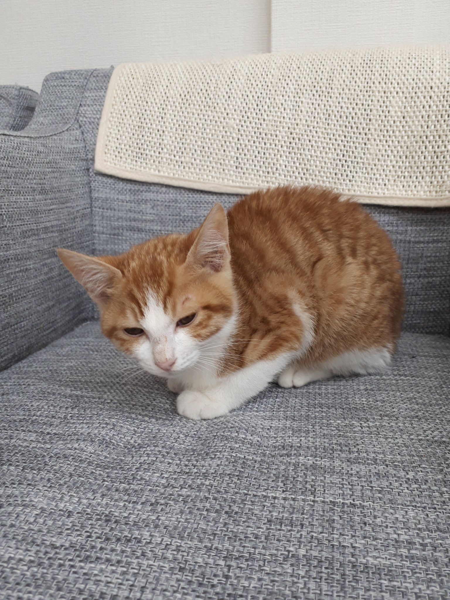 なえぴょん 今日の一句 真菌か イソジン塗って 消毒だ ショコラ 作 保護猫俳句 ショコラ Catswelcare T Co Ocmp2kqtdc なえぴょん 今日の一句 真菌か イソジン塗って 消毒だ ショコラ 作 保護猫俳句 ショコラ Catswelcare T Co Ocmp2kqtdc