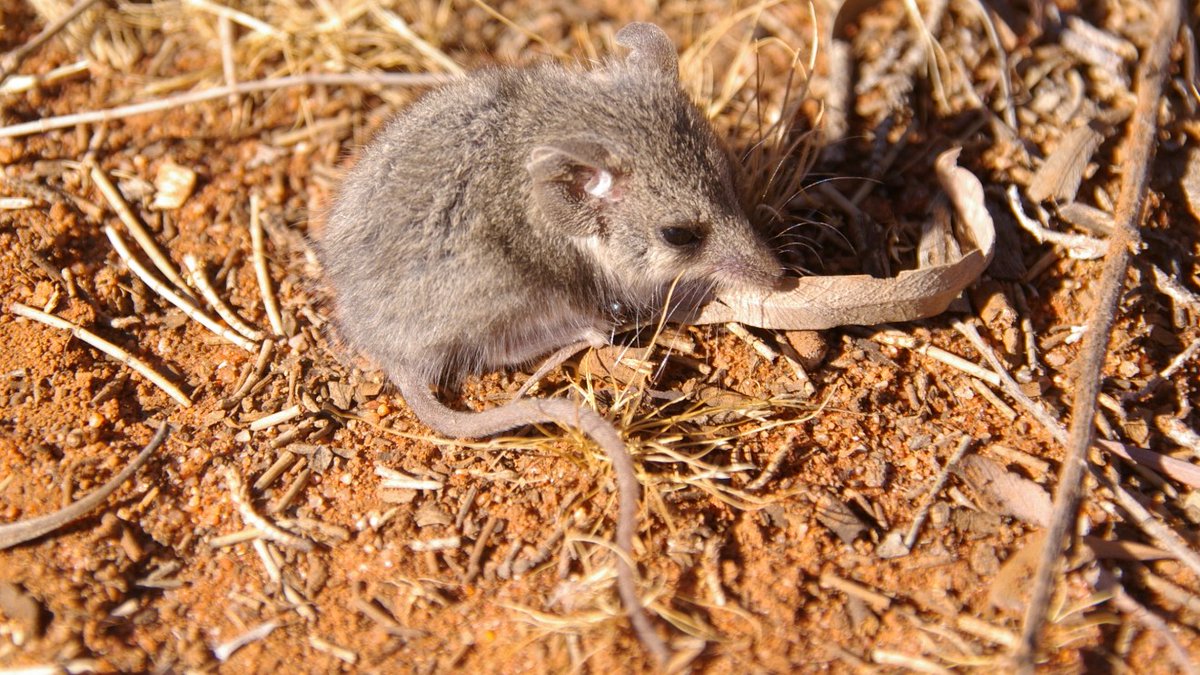 Researchers have started a five-year project to study the threats to five endangered animals on the 40,000-hectare Nanya Station, home to several species only found in far western New South Wales.

Read more ow.ly/g4lU50y1Doq

#FedUni #Research