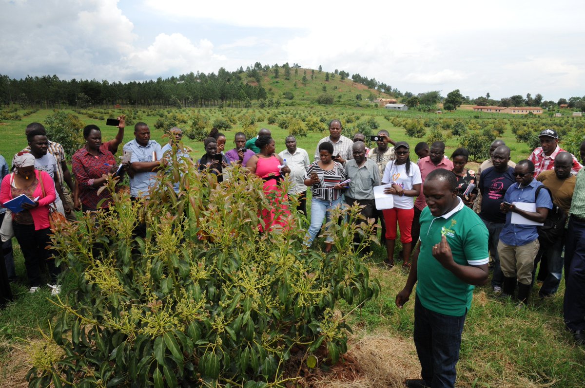 musubifarmug's tweet photo. Our technical team will support you with advice and knowledge, we also offer a full range of services for avocado growers. Field visits, publications and knowledge sharing amongst growers will increase your knowledge base. 
#MusubiFarmHassAvocadoValueChainProject
 #Rootedinnature https://t.co/vsaxpLJ51r