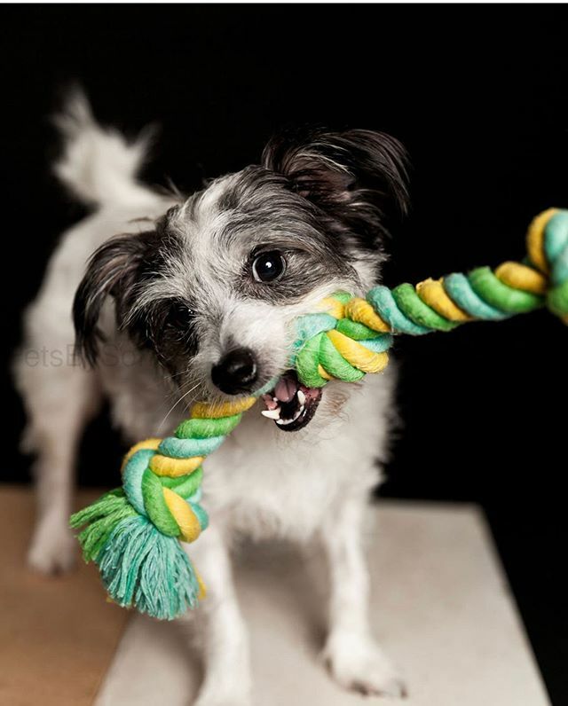 petsbysorrell's tweet photo. Stuart looking handsome as ever in his photo session💕.
.
.
#petsbysorrell #petportrait #dogphotography #dogportrait #canon #profoto #studiophotography #portraitphotography #cutedogs #terrier #rescue #adopt https://t.co/xlYAeJtn16 https://t.co/ykJuyrcFKY