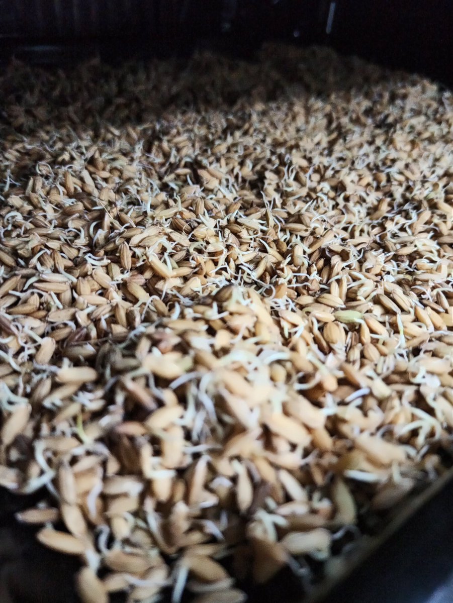 Buğüün nee maltlayacağııızz? Buğün pilav üstüü biraa...🤪 şaka şaka, gluten intoleransı olan ev biraciları için organik pirinç maltlıyoruz🍺
#baruthanemaltçısı #ricemalt #tosya #organikpirinç