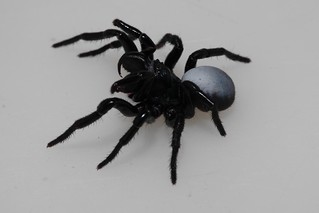 SamNScience's tweet photo. Huge thanks to @K8CS who called us about this beautiful Northern Mouse spider running around her kitchen! A plastic tub kept him safely tucked away until our fearless spider wrangler Volker could catch him! Don't try picking spiders up at home kids, leave that to the experts! https://t.co/jahT2BOuVW