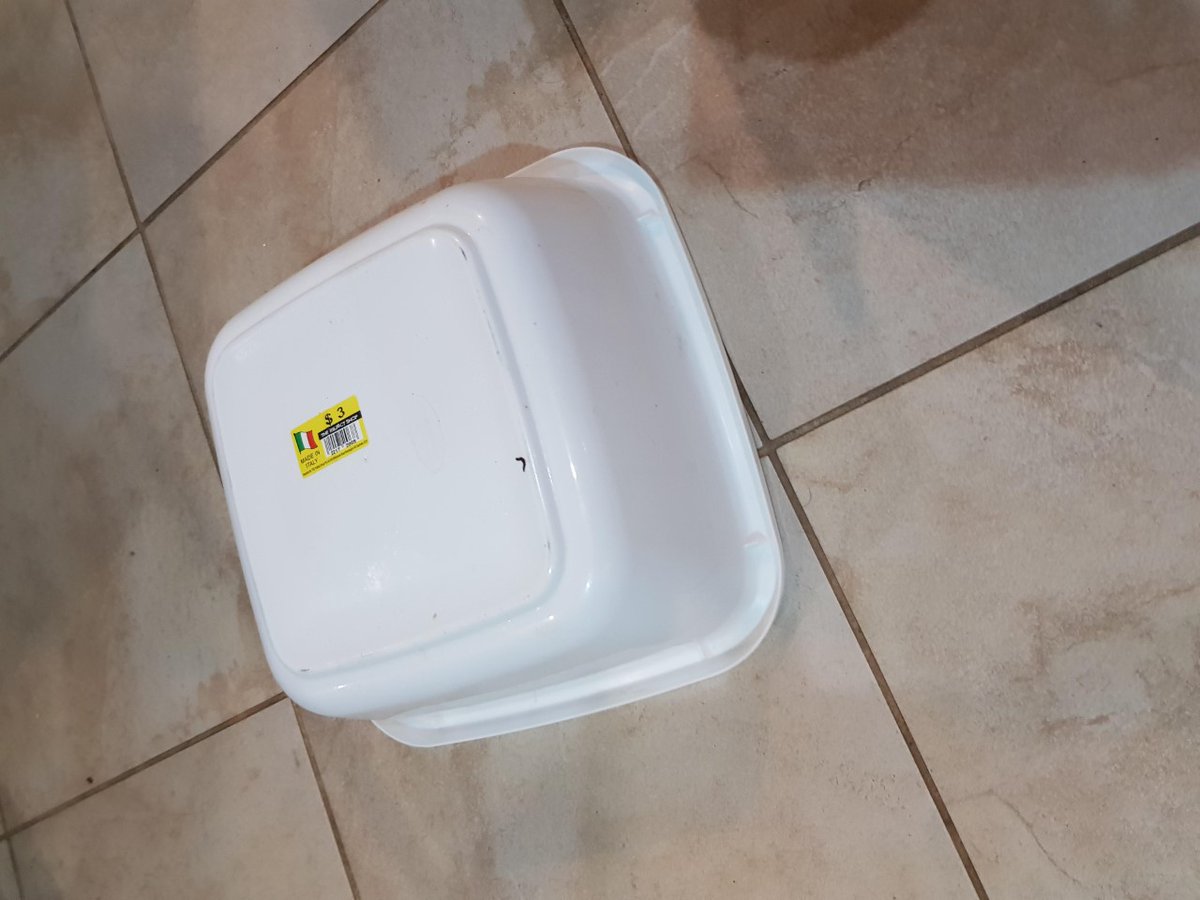 SamNScience's tweet photo. Huge thanks to @K8CS who called us about this beautiful Northern Mouse spider running around her kitchen! A plastic tub kept him safely tucked away until our fearless spider wrangler Volker could catch him! Don't try picking spiders up at home kids, leave that to the experts! https://t.co/jahT2BOuVW