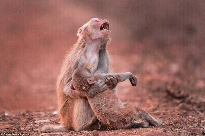 PHYNDYLEE's tweet photo. @sbaseding @tneluonde @Thando_Cu @SweetnessFaku 😂😂😂😂 https://t.co/vffIpAiDyZ