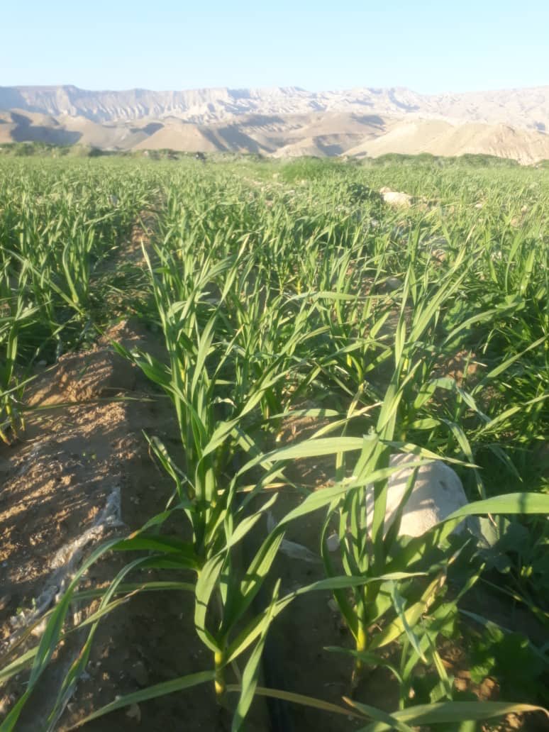 Ashkan27071988's tweet photo. The #amino_acids contribute to the production of critical #proteins in the plant metabolism. They play a crucial role during the cold nights. #Foliar_application of amino acid compounds and #potash fertilizers will improve the # #garlic internal resistance to the cold stress. https://t.co/vhXvvwvDus