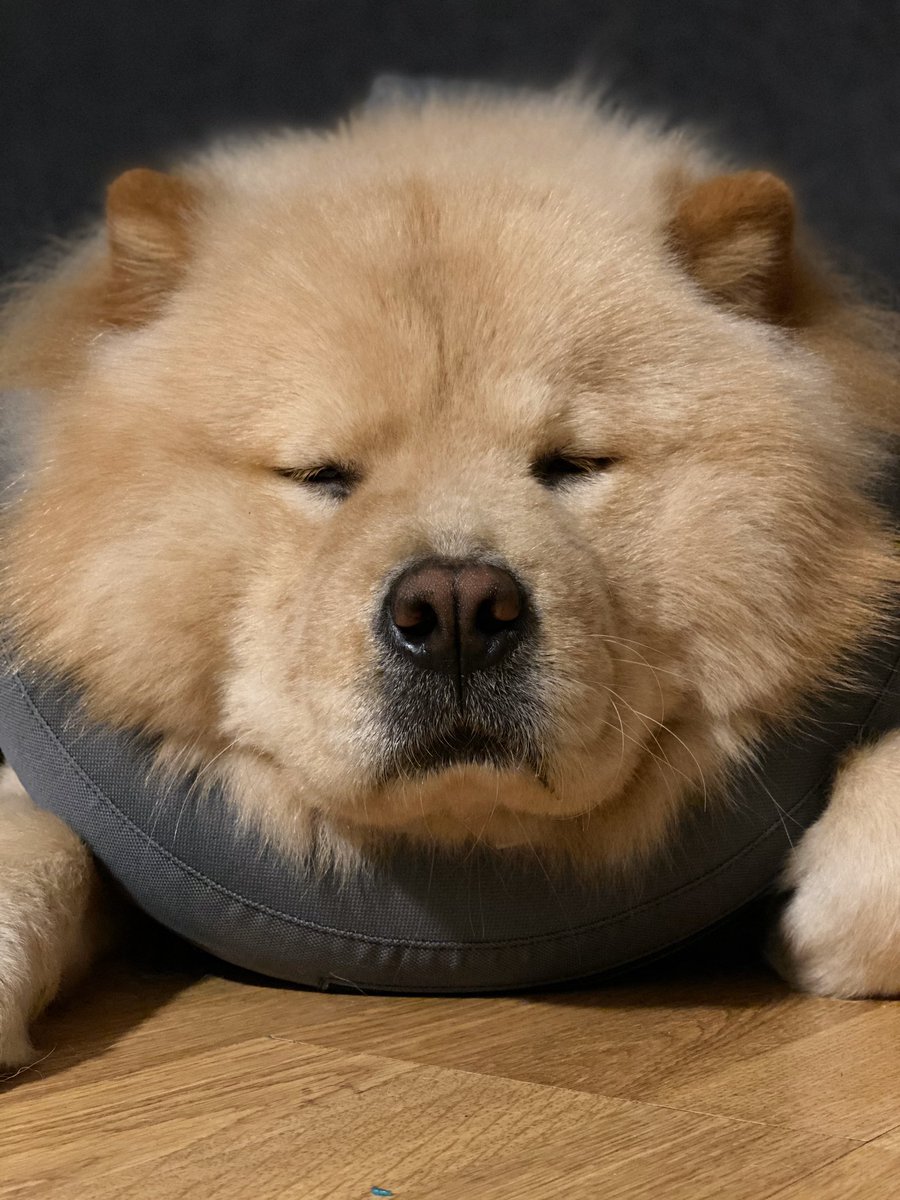 mcm_chowchow's tweet photo. Good night 😑 https://t.co/tg0mKd2nIo