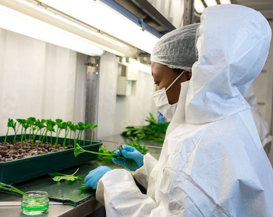 MGHFullSpectrum's tweet photo. Producers of Highest Quality Pharmaceutical Grade Cannabis Products..

#MGHealth #Lesotho #Cannabis #Products #Cann9 #MouthSpray #Livertonic #C+BD #Health https://t.co/2d0NAfzUeQ