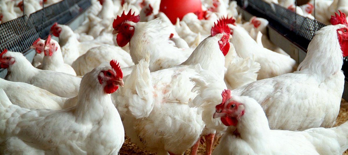 HAPPY989FM's tweet photo. Live chicken (Local) = 70cedis
Box of frozen chicken (imported) = 75cedis
With patronizing Made in Ghana at the back of your minds, which of the 2 will you buy. #HappyHMS
Talk to us #HappyHMS
@samueleshungh @Fati_ShaibuAli @raymondnyamador https://t.co/N0Noyaqsmd