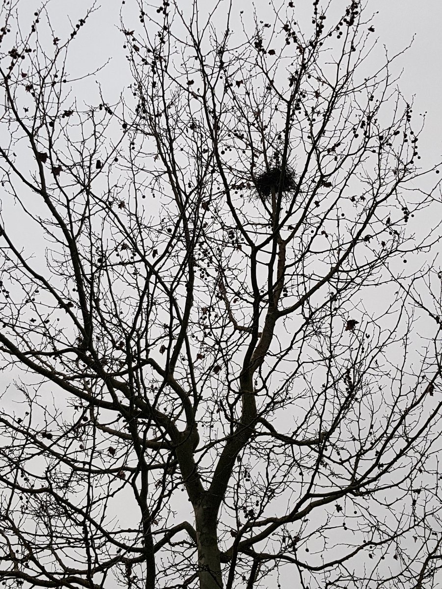 irotchk's tweet photo. Waiting for new inhabitants next #spring 🦅🐦
I wish you a beautiful #Wednesday my #TwitterFriends ☀️

#myphoto #nature #trees #winter #cityparc #January https://t.co/XfvqRLFjmE