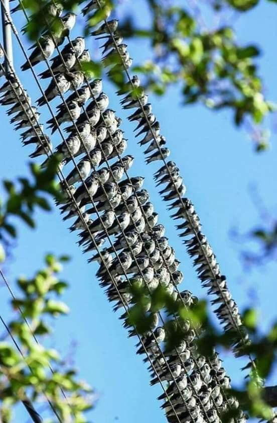 TELGRAFIN TELLERİNE

KONAN KUŞLAR BUNLAR GALİBA
😍🙏😍🙏😍🙏😍🙏😍🙏😍🙏😍