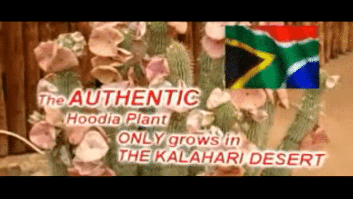 Nutrition__ph's tweet photo. [VIDEO] Hoodia Gordonii: Is it really effective? https://t.co/GX0sflCQVV https://t.co/jQ4mHTVq9i
