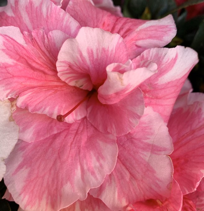 アザレアのtwitterイラスト検索結果