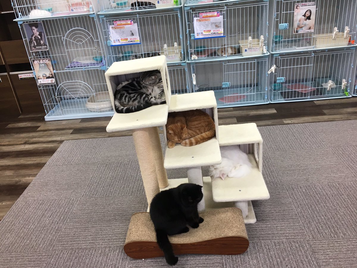 ねこランド春日部西口店 6pd9yu00fbvfgjm Twitter
