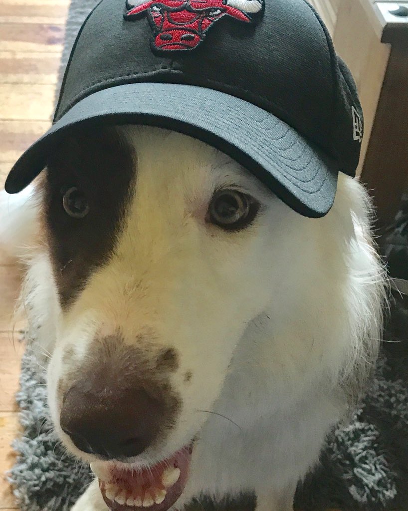 EmroJ1991's tweet photo. Hi I need a favour 😂😂 get as many people as you can at your office/workplace/WhatsApp groups to vote for Thor. Click on the link then go to recents posts (see all) and vote for Thor in the dog section it takes all of 10 seconds 👍🏼 
#VoteThor #marvel #avengers #ChicagoBulls https://t.co/K9st2MvP9g