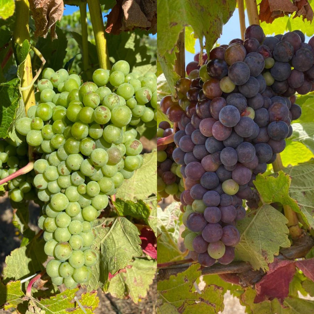 Stella Bella Wines tweet media