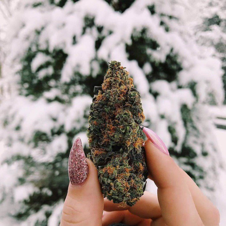 SemenaRastut's tweet photo. Настоящая зимняя сказка❄️😁✌🏻
#weed_time https://t.co/PZor8wCPL8
