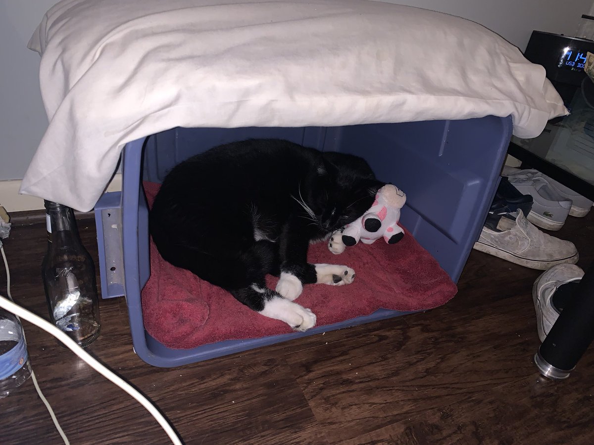Alikiy's tweet photo. I made Beavis a kitty kondo so he sleeps near us everyday instead of on the bed because he likes to stretch out and take up so much space and he loves it. #catsdaddy  also need one for butthead. #needabiggerbed https://t.co/sAI91Pqf2b
