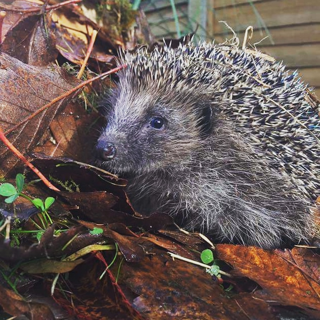 Hedgehogfriend3's tweet photo. What do you call hedgehogs?
Shakespeare called them “hedgepigs" and “urchins. We have heard prickle bums &amp; Tiggywinkles . Tell us your favourites or the most bizarre you have heard .
@RSPCA_official @hedgehoghugh @hedgehogsociety https://t.co/MbHsdIkHSh