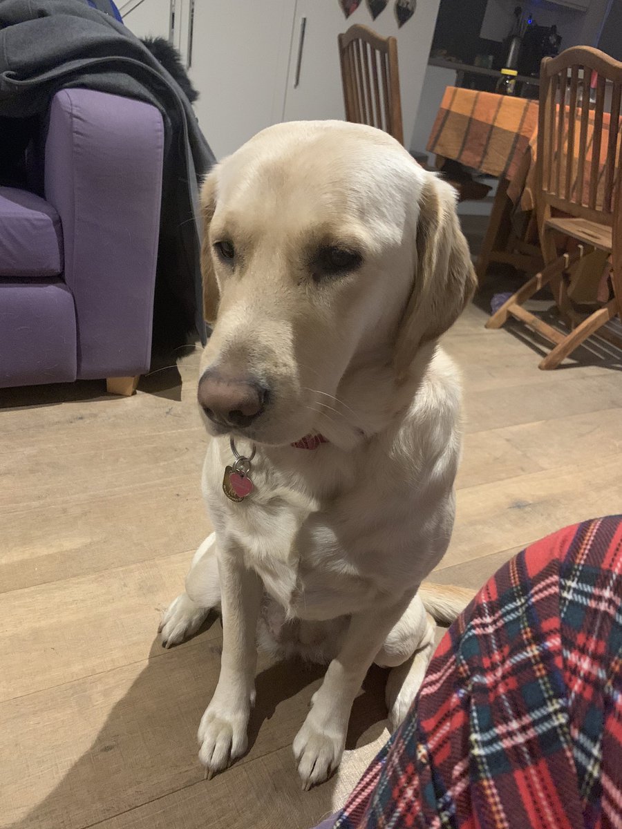 If I try and look really sad, will I get my breakfast quicker?? #GuideDogs #ChangingPerceptions
Photo of Ziggy, a yellow lab x retriever sitting on a wooden floor looking slightly down and to the left.