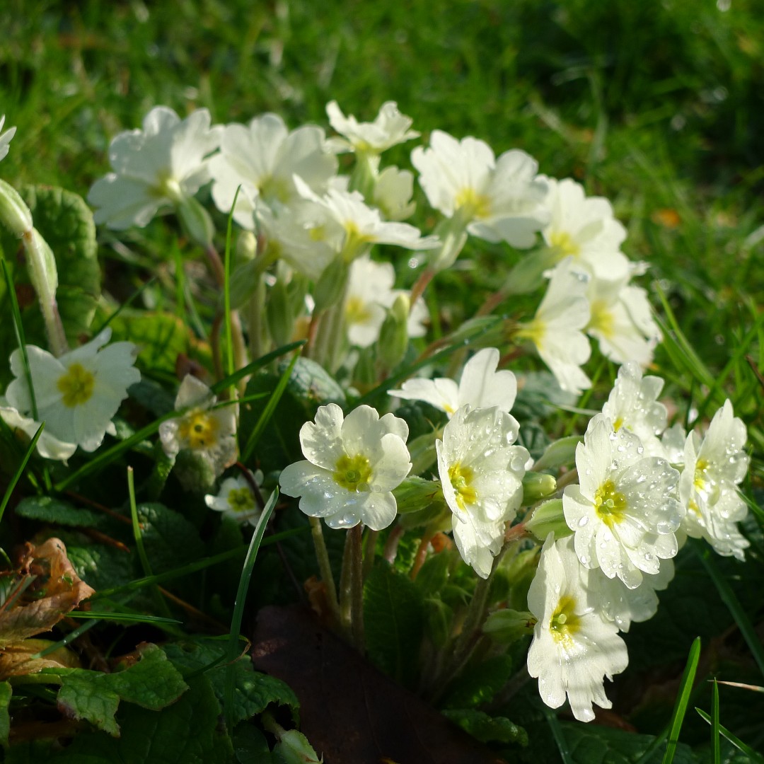 Spring is definitely awakening at Cotehele because there are clumps of yellow primroses flowering under the trees in acer grove right now. #springiscoming #beattheblues #nationaltrust #stopthepress