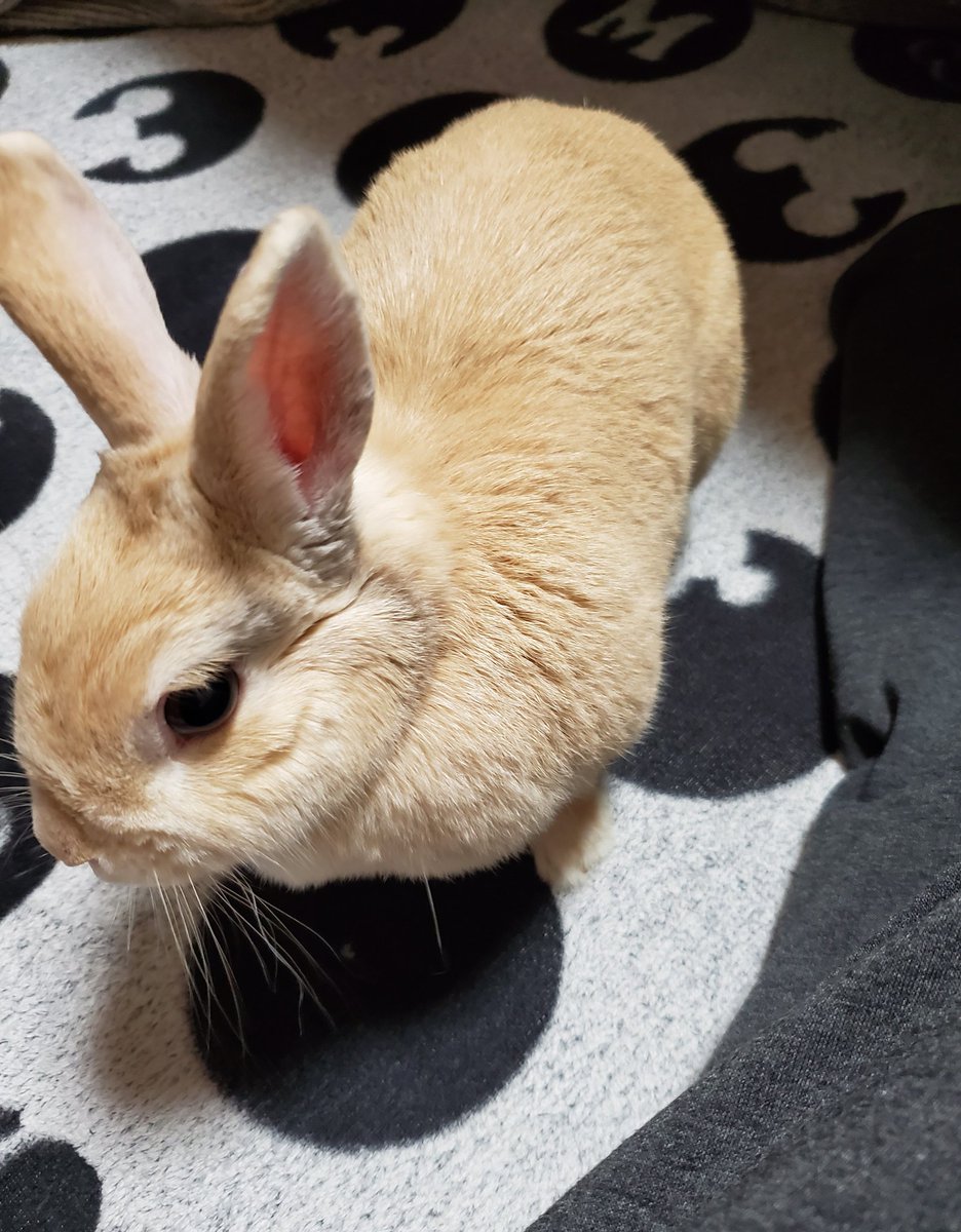 うさぎ 運動 イメージポケモンコレクション