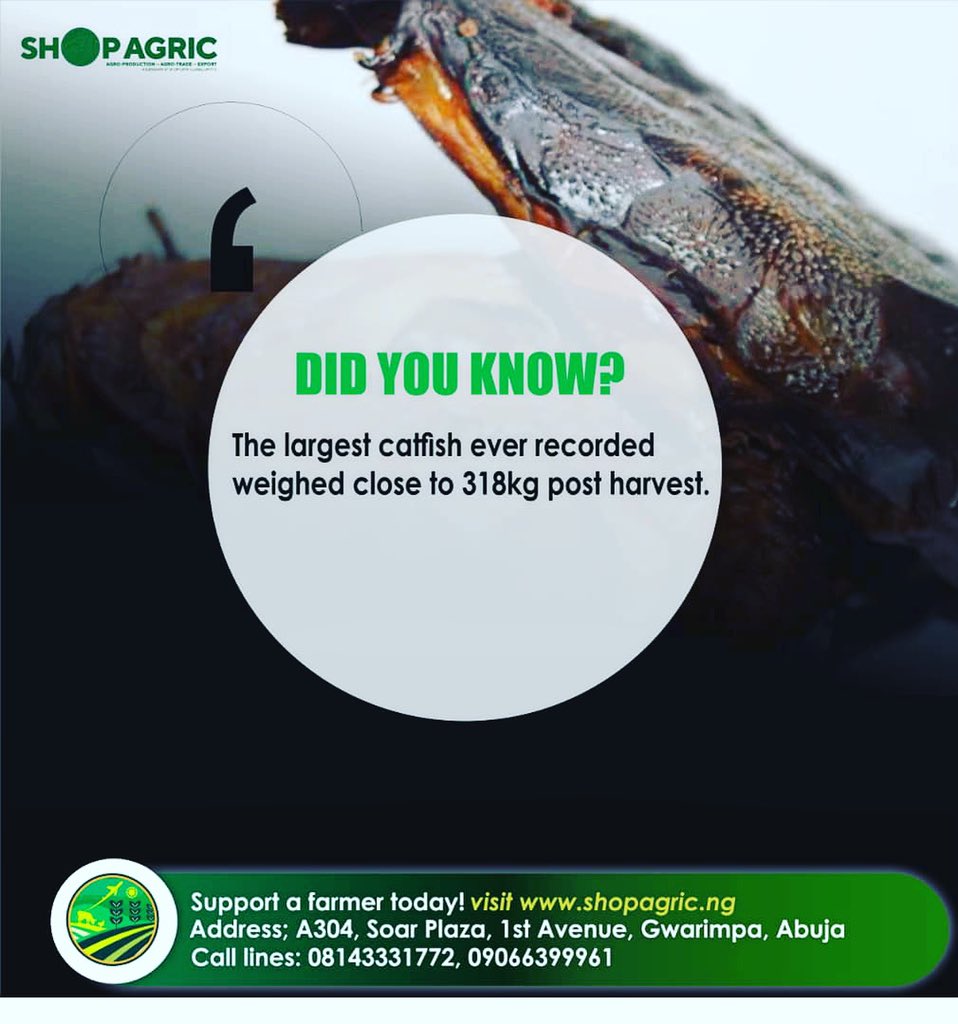 Agro quote Wednesday: One of the largest catfish ever recorded weighed in at nearly 700 pounds, approximately 318kg while the smallest species of catfish reach just one centimeter in length. #agriculture #ILikeBernie #nigeria #AbujaTwitterCommunity #farming #DSTV #investing