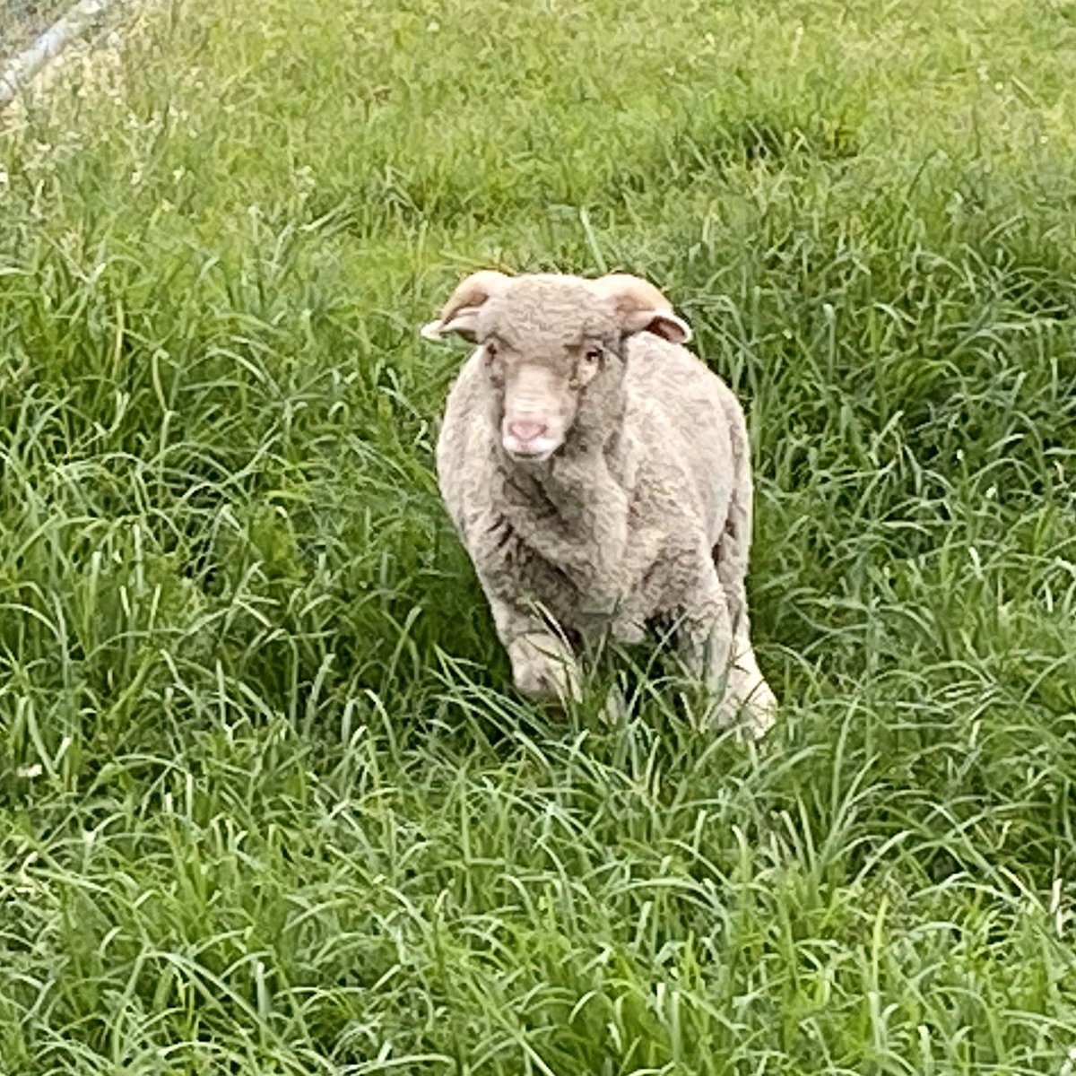 8_9_RAR_AusArmy's tweet photo. Private John ‘Stan the Ram’ Macarthur VIII arrived at #BrisbanesOwn today.

Stan spent the afternoon getting acquainted with his new accommodation, and will be formally welcomed to the Unit in the near future. https://t.co/yPra7D8sha