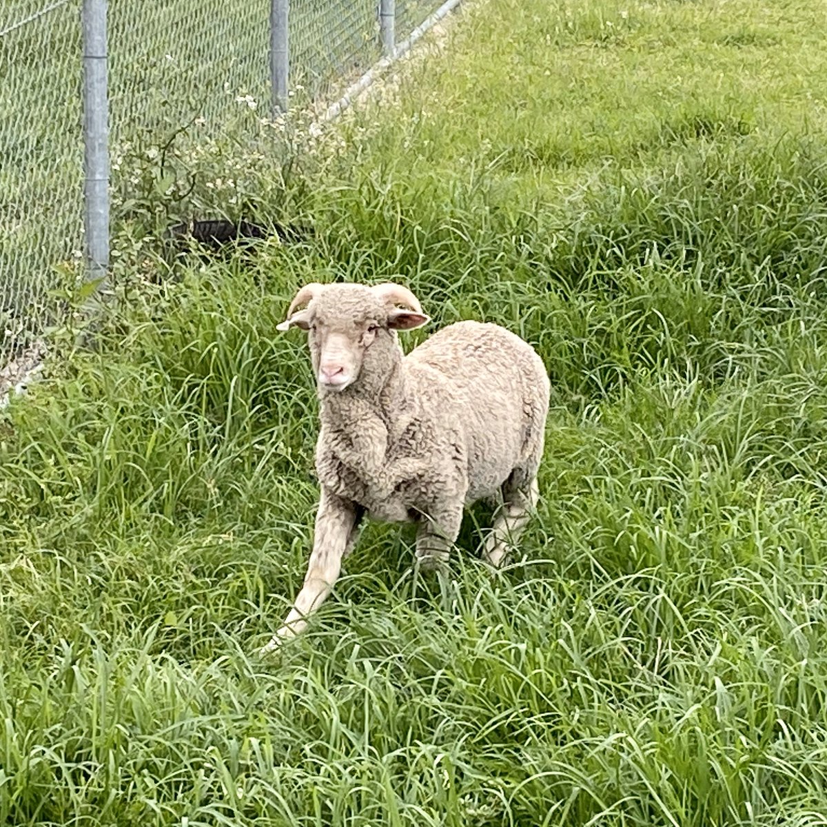 8_9_RAR_AusArmy's tweet photo. Private John ‘Stan the Ram’ Macarthur VIII arrived at #BrisbanesOwn today.

Stan spent the afternoon getting acquainted with his new accommodation, and will be formally welcomed to the Unit in the near future. https://t.co/yPra7D8sha