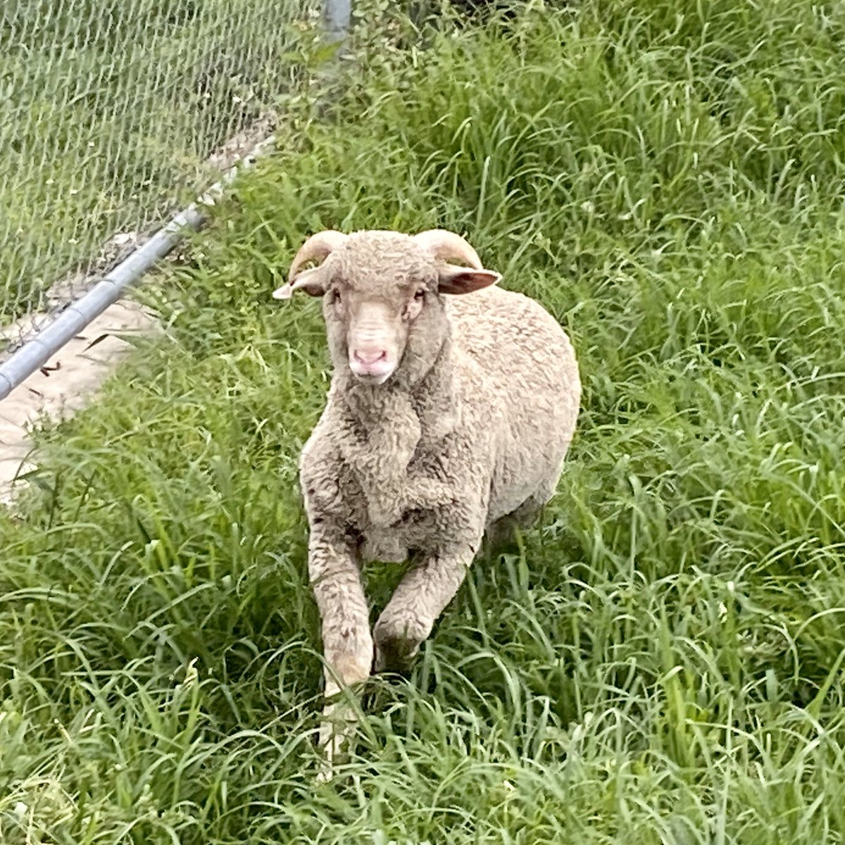 8_9_RAR_AusArmy's tweet photo. Private John ‘Stan the Ram’ Macarthur VIII arrived at #BrisbanesOwn today.

Stan spent the afternoon getting acquainted with his new accommodation, and will be formally welcomed to the Unit in the near future. https://t.co/yPra7D8sha