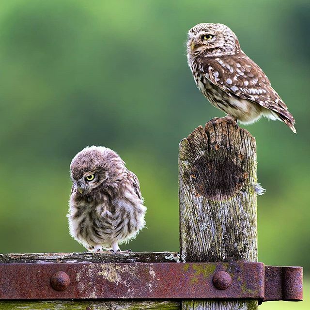 Little Owls #owllovers #owlsofinsta #owl #iloveowls #love #wildlife #animals #canon #uk #unitedkingdom #potd #photooftheday #birdsphography #birds_brilliance #rspb #wildlife_perfection #birding #photography ift.tt/30JYmrl