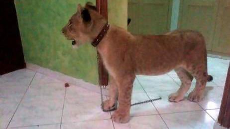 DuncanSkuva's tweet image. I bought this dog 1 month ago and not even once i have heard it bark.And ezinye izinja ziyayibalekela now ngi worried 😟