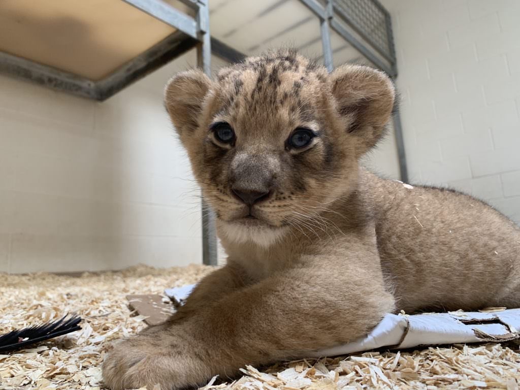 DuncanSkuva's tweet image. I bought this dog 1 month ago and not even once i have heard it bark.And ezinye izinja ziyayibalekela now ngi worried 😟