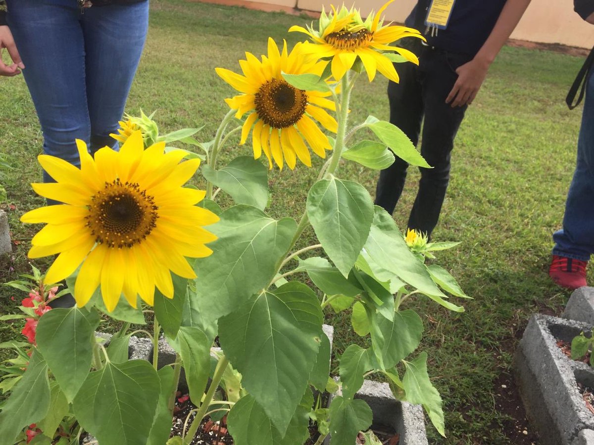 OHSLEAFCLUB's tweet photo. 🌻 Finally! Our Sunflowers have risen!🤩They've grown so beautifully! 🌻
.
.
🌻Thank you to Sharmaine, Merry, Robert, Amara, Axle, Bernice🌻Ya'll are PAWesome!🐾
.
.
.
#gardening #ohsleafclub #sunflowers #environmentaleducation @jfernand19 https://t.co/0Zd7t0Wofe