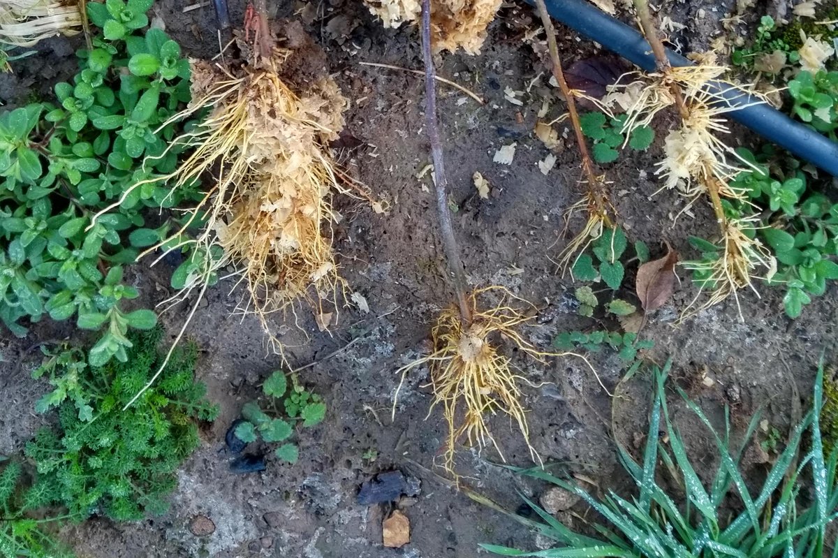Lifting stoolbeds to find successfully rooted shoots makes for a happy root biologist (even in freezing conditions)!