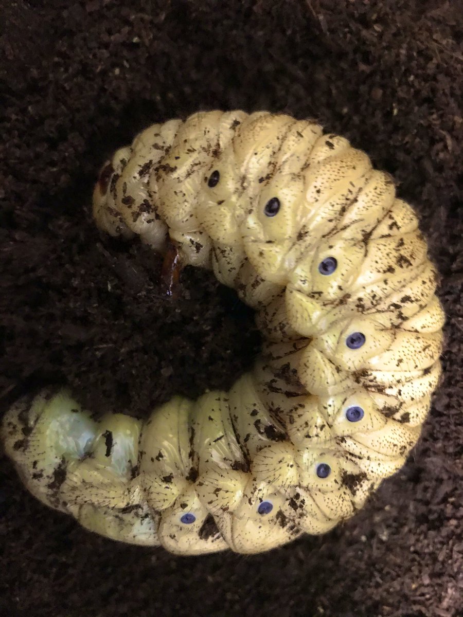 パチセラスメテオ血統(F5)♀72-74mm F5の在庫まもなく後食開始個体！ 在庫数わずかです。 メガバス バスロッド オロチ X10 SP F3st-611XTS メデューサ