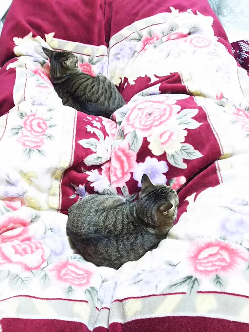 問題:この状態からの寝る時の体勢
(猫は動かさないものとする) 