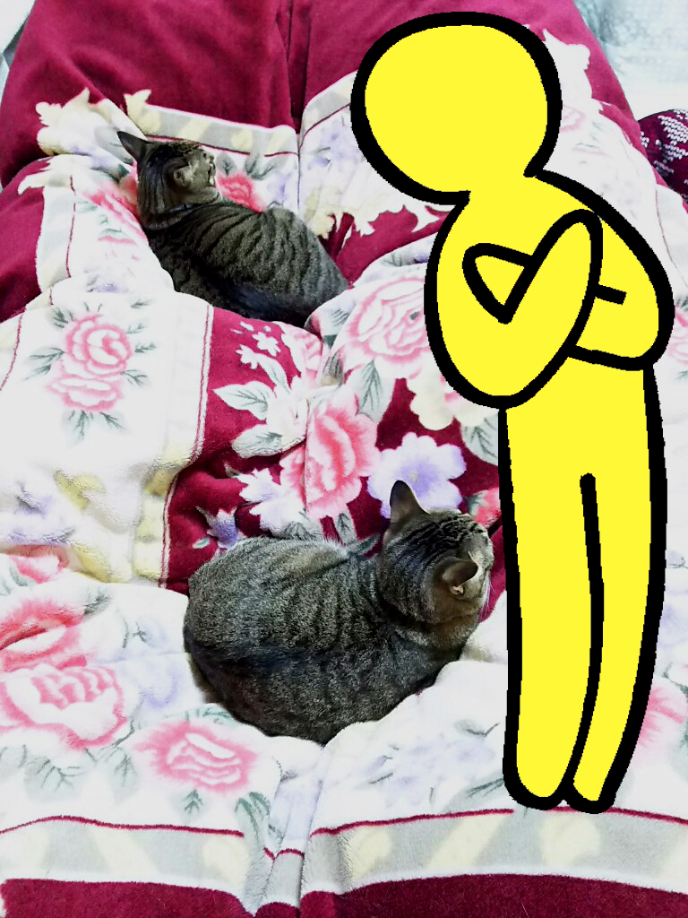 問題:この状態からの寝る時の体勢
(猫は動かさないものとする) 