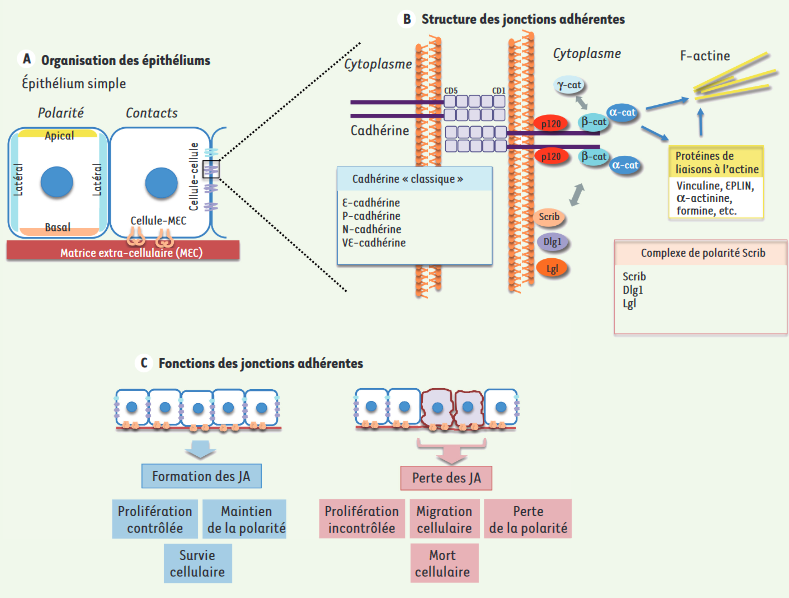 ms_MedSci's tweet photo. Dans un #épithélium, les #jonctions d'adhérence entre #cellules contrôlent la survie cellulaire, ce qui permet aussi d'éliminer les cellules anormales par #apoptose.
https://t.co/qqCOFmQUL2 https://t.co/UHfwrZcUKs