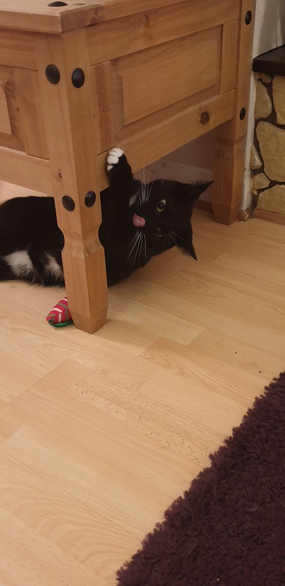 MaxingtonCat's tweet photo. Is it lunch time again, I'm sure it's time for more food #catsoftwitter #catoftheday #blackandwhitecat #rescue #cats #motivation #playful #lunchtime #dinner #feedmesnacks https://t.co/PM8jbVfmYs