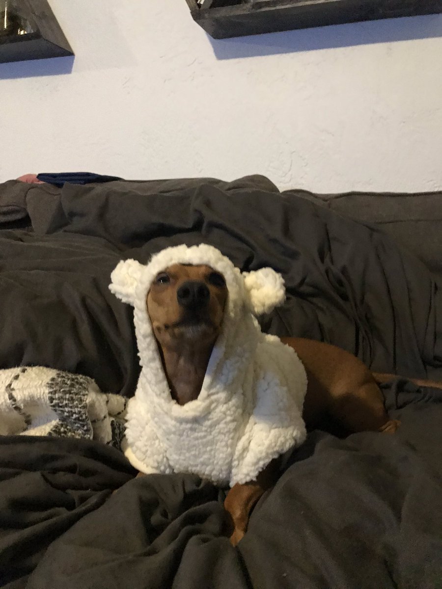 stina_0100's tweet photo. When you buy your puppy a matching Sherpa bc you love her 😍 and she hates you https://t.co/8ZP6gCrOBx