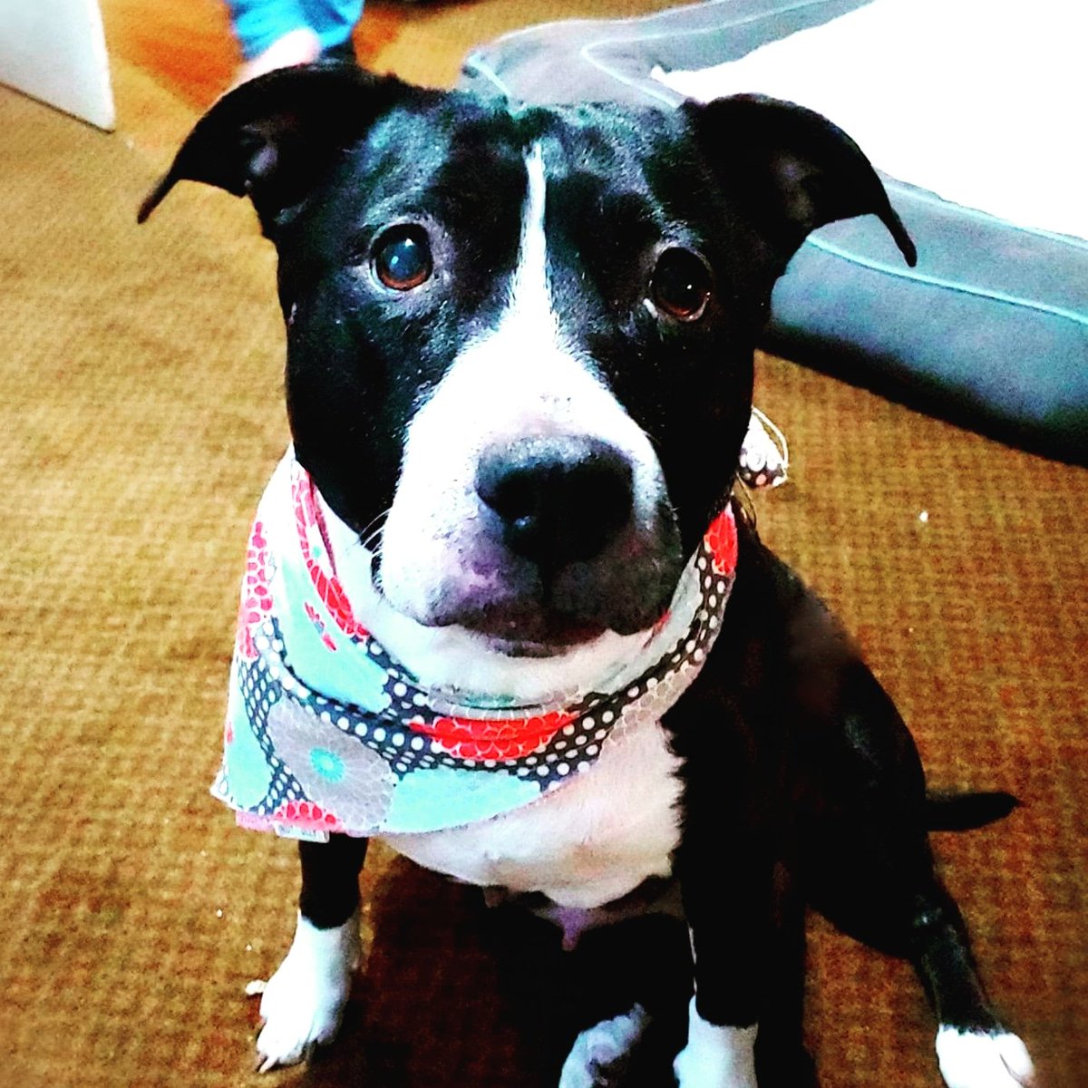 LifeLilah's tweet photo. Check out our recent winner Brooklyn, stylin in her new bandana from #Indyollys  Indy &amp; Olly's.   Now Lilah and Brooklyn can be twins! https://t.co/IjyTQzn6T5